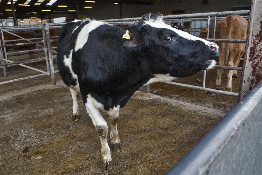 Søger du stald lamper, står Dan Egtved klar