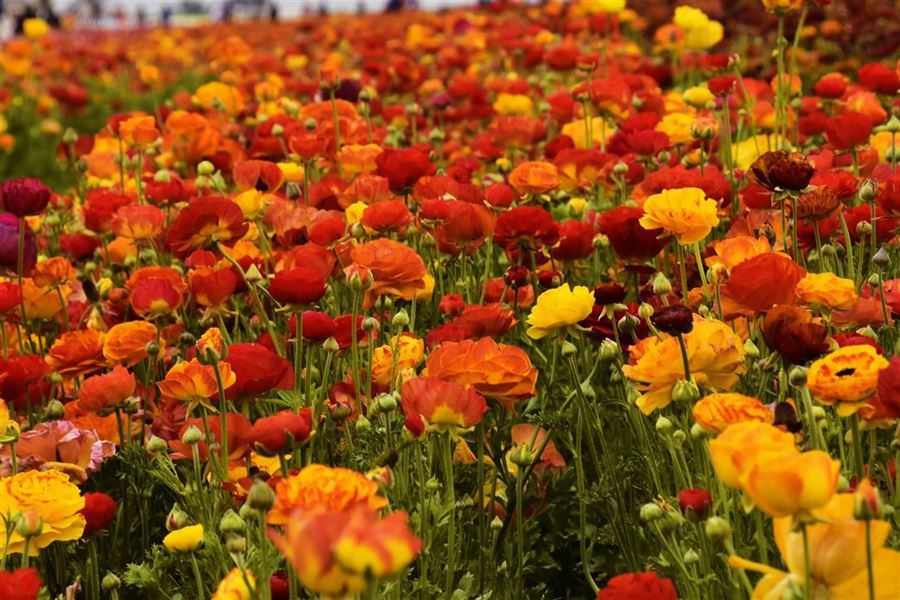 Blomster - naturlig skønhed og deres mange anvendelser